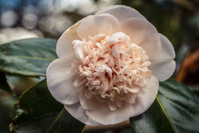 Close-up of flower