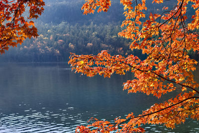 Autumn tree by lake against orange sky