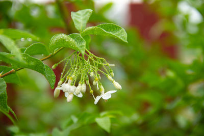 Close-up of fresh green leaves on plant