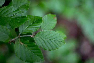 Close-up of green leaves