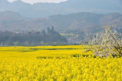 Scenic view of oilseed rape field against sky