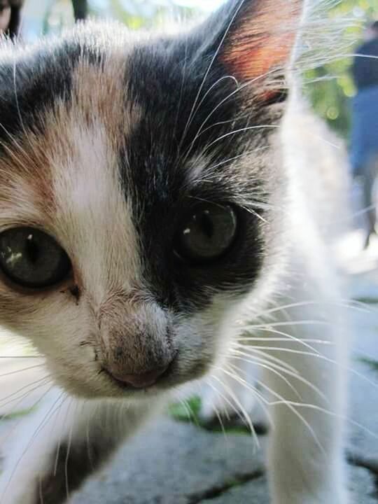 one animal, animal themes, domestic animals, pets, domestic cat, cat, mammal, whisker, feline, animal head, close-up, animal eye, looking at camera, portrait, animal body part, focus on foreground, alertness, selective focus, indoors, staring