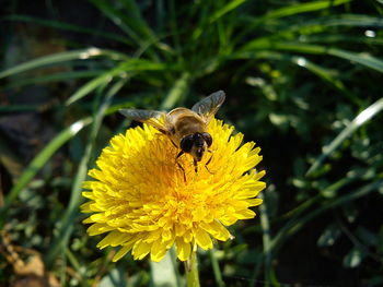 Close-up of bee pollinating on yellow flower