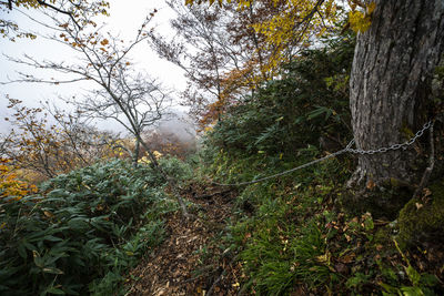 Trees growing in forest against sky