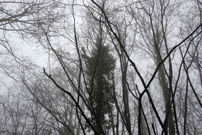 Low angle view of bare trees against sky