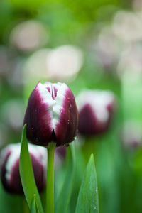 Close-up of red tulip bud