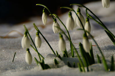 Close-up of white flowers on plant