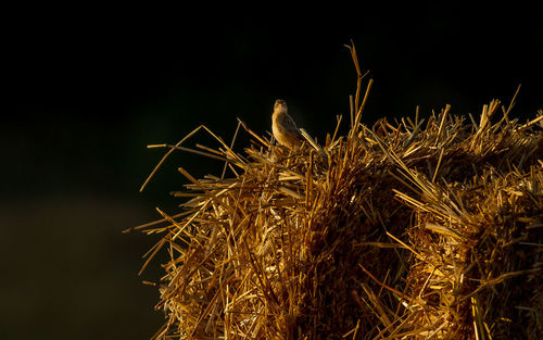 Close-up of wheat growing on field at night