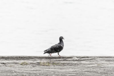 Bird perching on a field
