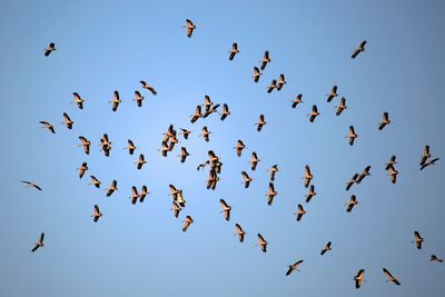 Low angle view of birds flying in blue sky