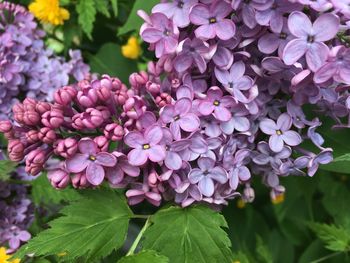 Close-up of pink flowering plants