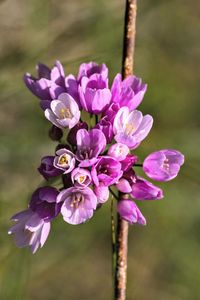 Close-up of pink flowers