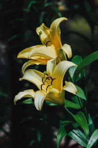 Close-up of day lily blooming outdoors