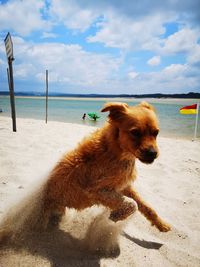 Dog on beach