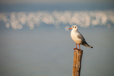 Seagull perching on wooden post