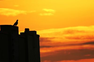 Silhouette bird perching on orange sky