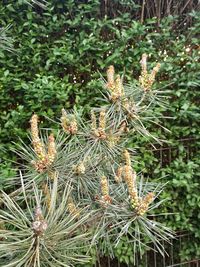 High angle view of flowering plant on field