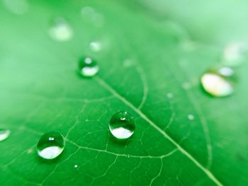 Close-up of water drops on leaf