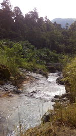 River amidst trees in forest