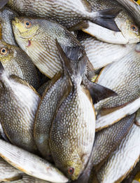 Rabbitfish or spinefish in fresh market for sale