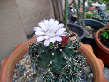 High angle view of potted plant