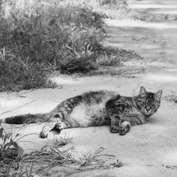 Cat sleeping outdoors