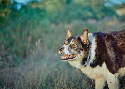 View of a dog looking away