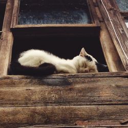 Cat resting on wooden plank