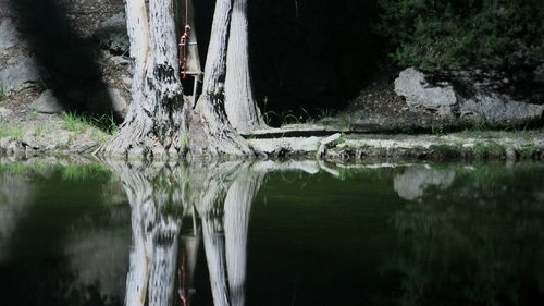 Reflection of trees in water