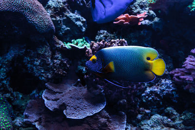 Close-up of fish swimming underwater