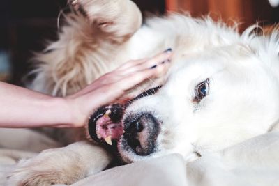 Close-up of hand with dog