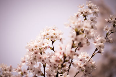 Cherry blossoms blooming on tree branches