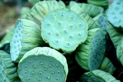 Close-up of lily in bloom