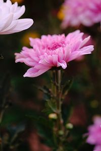 Close-up of pink rose flower