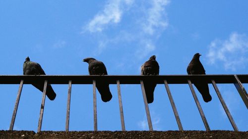 Low angle view of pigeons on railing against sky
