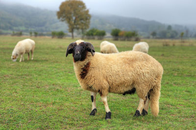 Sheep in a field