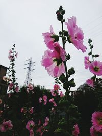 Low angle view of pink flowers