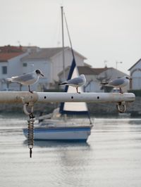 Close-up of birds flying over sea against sky