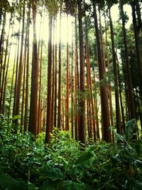 Trees in forest