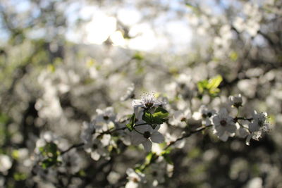 Close-up of white cherry blossoms in spring