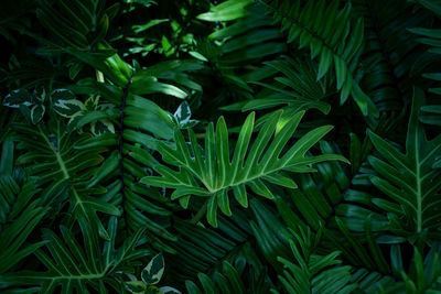 Full frame of green leaves pattern background, nature lush foliage leaf texture , tropical leaf