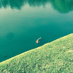 High angle vie of fish in lake