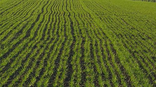 Full frame shot of agricultural field