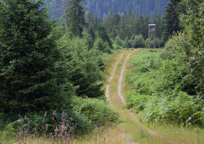 Road passing through forest