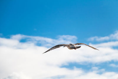 Low angle view of eagle flying against sky