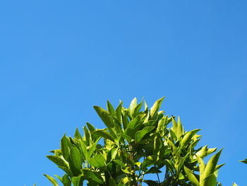 Low angle view of plant against clear blue sky