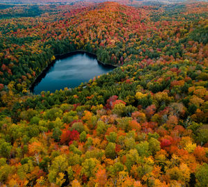 High angle view of trees in forest during autumn