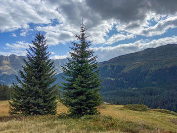 Pine trees on landscape against sky