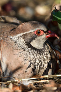 Close-up of a bird looking away