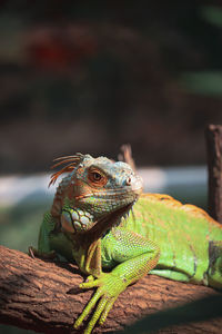 Close-up of lizard